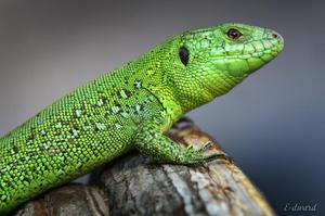 Изумрудная ящерка 