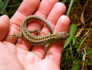 Прыткая ящерица на ладони 