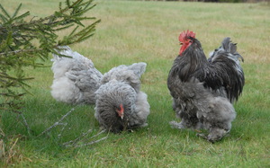 Мини-мясные куры: порода, характеристики и содержание