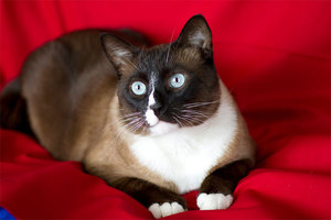 Описание внешности кошек