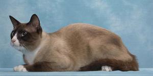 Порода кошек сноу шу