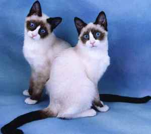 Кошка сноу шу: уход, содержание и особенности породы