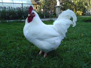 Взрослый мини-мясной петух на траве