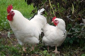 Мини-мясные курица и петух