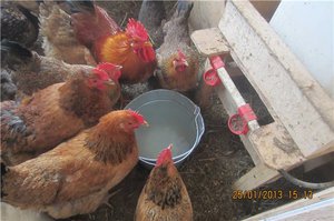 Мини-мясные куры  - правильное питание