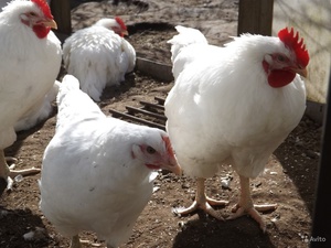Оптимальное содержание мини-мясных кур