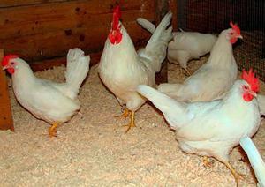 Мини Леггорны (В-33)