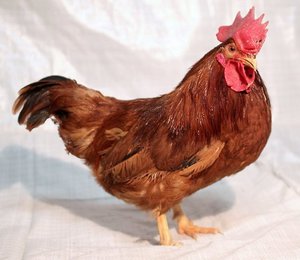 Карликовый петух породы п 11
