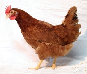 Мини-курица Род-Айленд