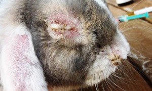 Болезни кроликов: симптомы, лечение и профилактика