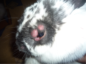 Симптомы болезней кроликов