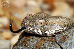 Гюрза: образ жизни, питание, размножение и опасность её яда