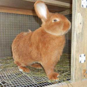 Особенности ухода за роликами