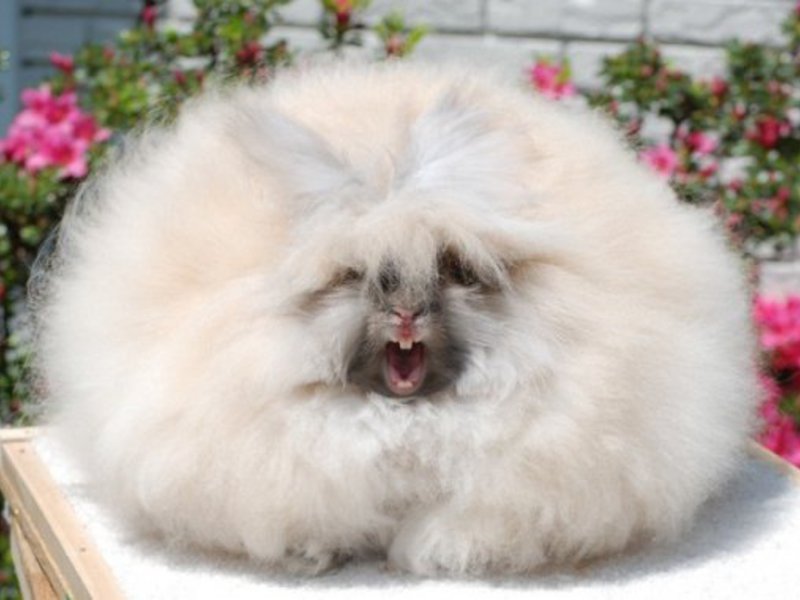 Какие бывают кролики Содержание кроликов