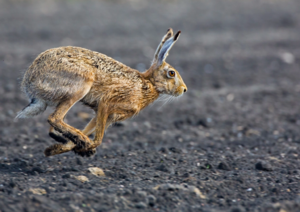 Заяц более крупный, сильный и быстрый, чем кролик