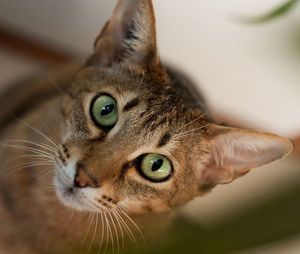 Бенгальская кошка - мордочка