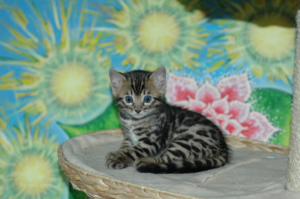 Бенгальский котенок и новый дом