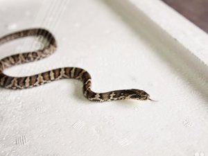 Где обитают амурские полозы