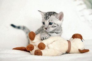 Маленький бенгальский котенок играется 