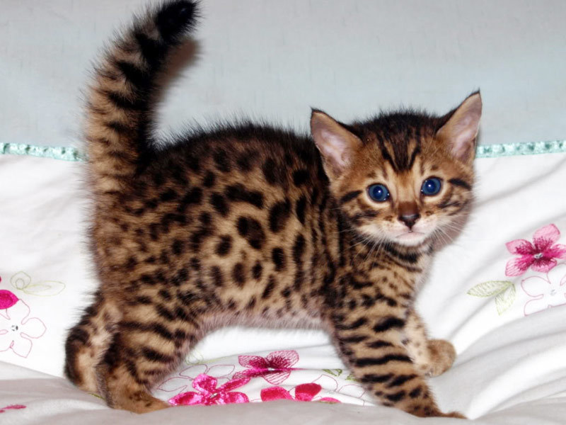 Бенгальские котята могут иметь вредный характер Бенгальский котенок насторожен