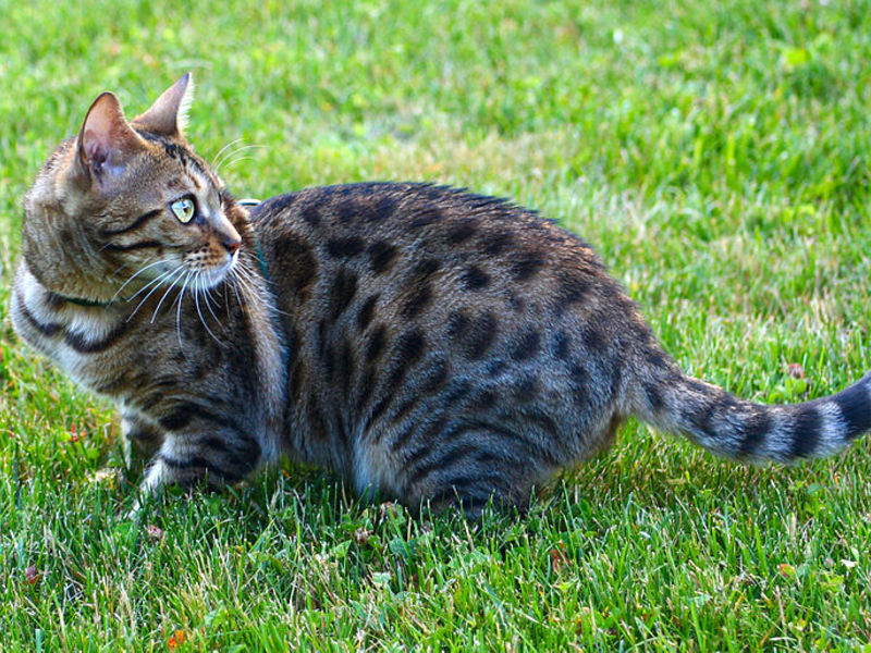 Бенгальская кошка на природе Бенгальская кошка гуляет на улице