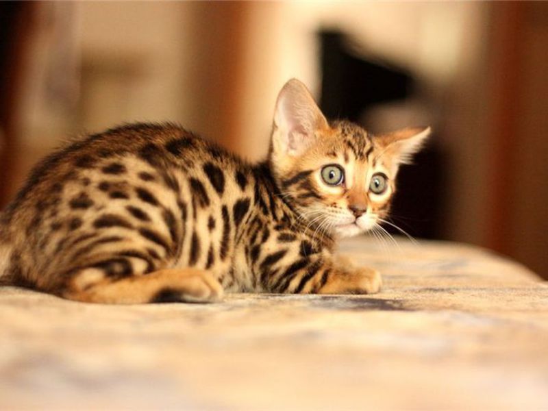 Испуганный бенгальский котенок Бенгальский котенок привыкает к новому дому