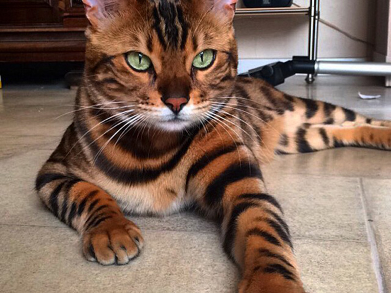 Красивый бенгальский кот Роскошный бенгальский кот