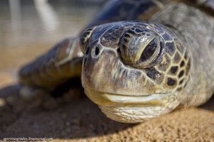 Голова большой черепахи