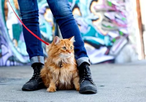 Как правильно выбрать и надеть шлейку с поводком на кошку