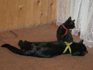 Шлейка-восьмерка лучше всего подходит для знакомства с поводком