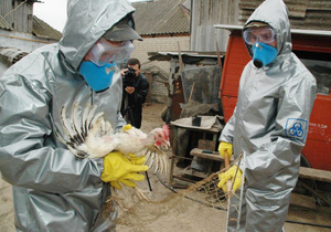 Уничтожение больных кур