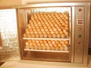 Автоматический инкубатор-что это