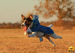 Как ухаживать за щенком расселом