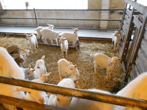 Как разводить и содержать коз: руководство для новичков