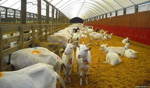 Чем кормить коз в домашних условиях