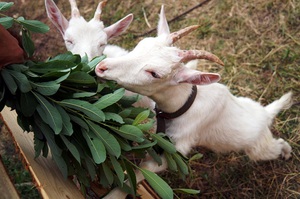 Как ухаживать за козами