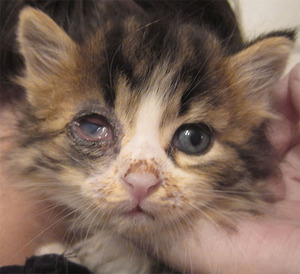 Чем лечить гноящиеся глаза у котёнка: эффективные и безопасные методы