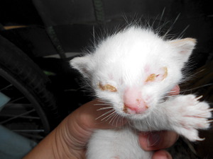 Как вылечить слезящиеся глазки у котят