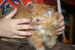 Что делать, если у котенка или кошки гноятся глаза