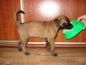 Правила ухода и содержания Бельгийских овчарок