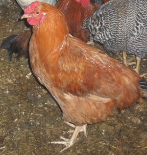 Полтавская глинистая порода кур