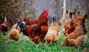 Кучинская юбилейная порода кур