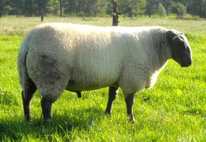 Содержание овец