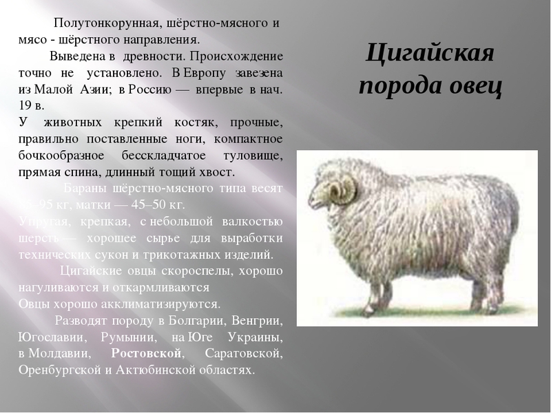 Козоводство - отрасль Овцеводство и козоводство