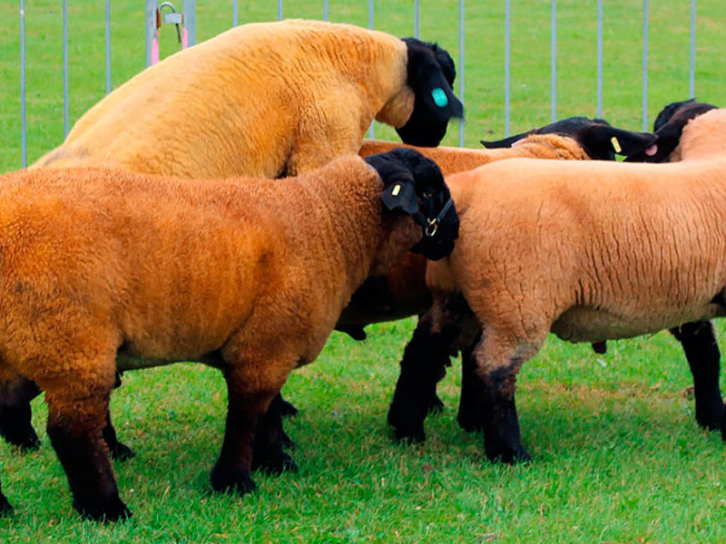 Мясная порода овец Особенности пород овец