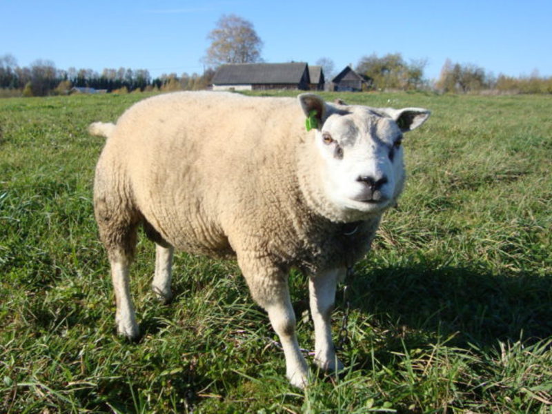 Мясные породы овец Какие есть породы овец