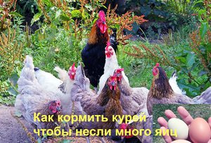 Как кормить кур для максимальной яйценоскости