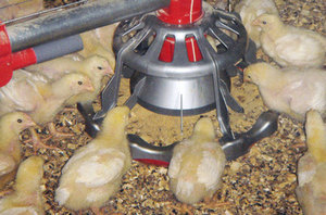 Особенности кормления цыплят