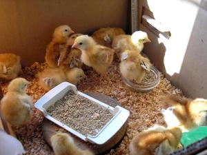 Корм для цыплят