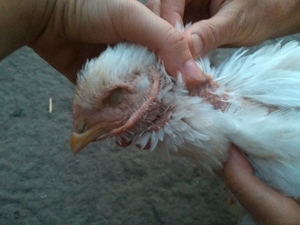 Какие болезни могут быть у кур-бройлеров